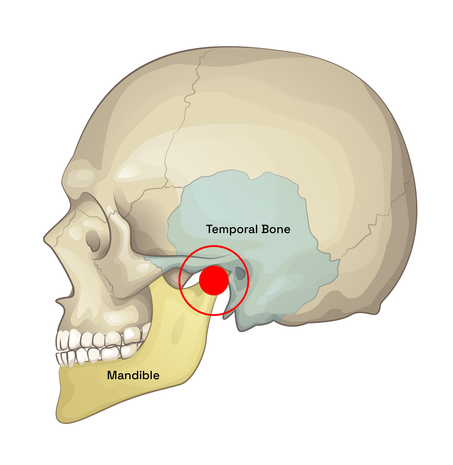 dentist for tmj